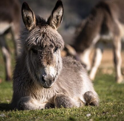 Biblical meaning of a Donkey - Biblical symbolism explained