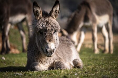 Biblical meaning of a Donkey - Biblical symbolism explained