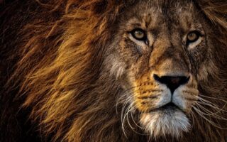 Biblical meaning of a Lion - Biblical symbolism explained