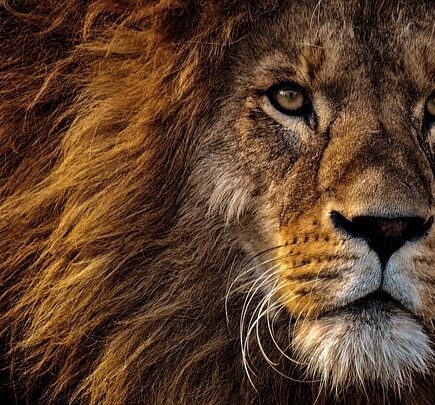 Biblical meaning of a Lion - Biblical symbolism explained