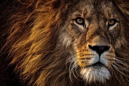 Biblical meaning of a Lion - Biblical symbolism explained