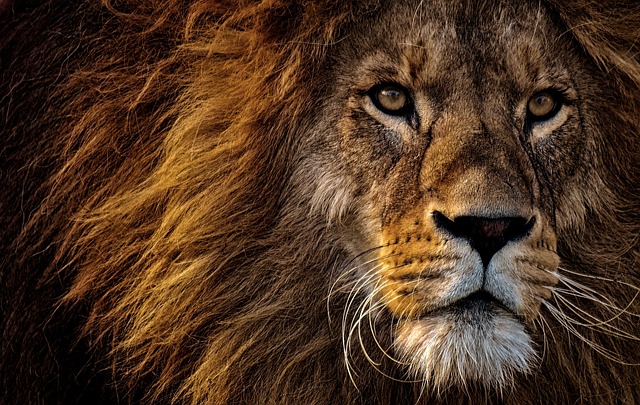 Biblical meaning of a Lion - Biblical symbolism explained