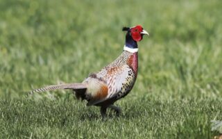 Biblical meaning of a Pheasant - Biblical symbolism explained