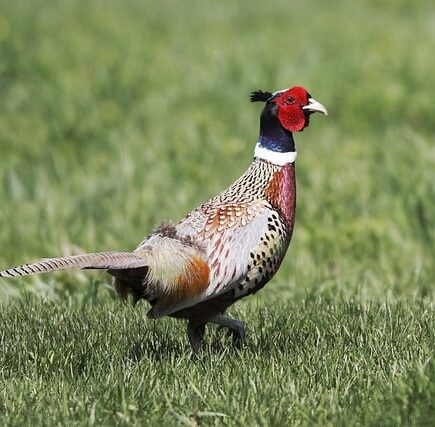 Biblical meaning of a Pheasant - Biblical symbolism explained