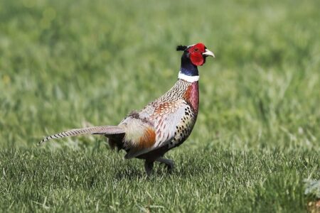 Biblical meaning of a Pheasant - Biblical symbolism explained