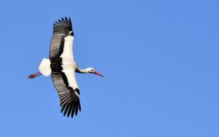 Biblical meaning of a Stork - Biblical symbolism explained