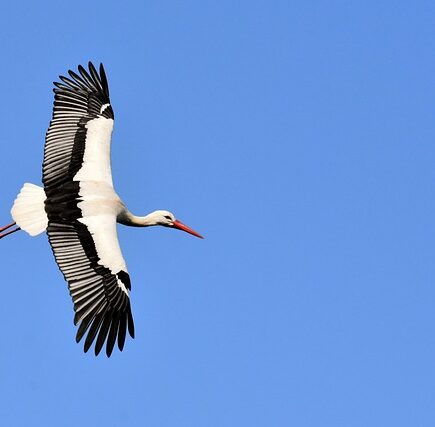 Biblical meaning of a Stork - Biblical symbolism explained