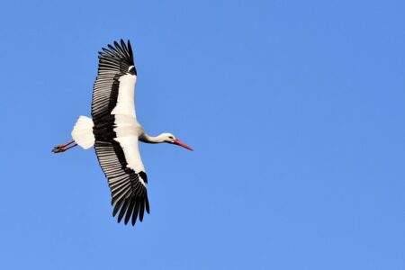 Biblical meaning of a Stork - Biblical symbolism explained