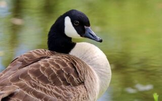 Biblical meaning of a Goose - Biblical symbolism explained