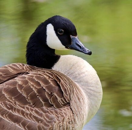 Biblical meaning of a Goose - Biblical symbolism explained