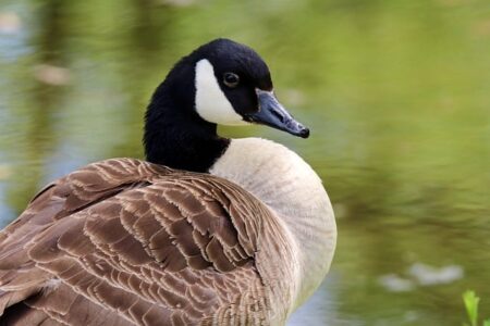 Biblical meaning of a Goose - Biblical symbolism explained