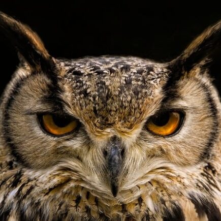 Biblical meaning of a Owl - Biblical symbolism explained