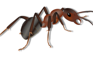 Biblical meaning of a Ant - Biblical symbolism explained