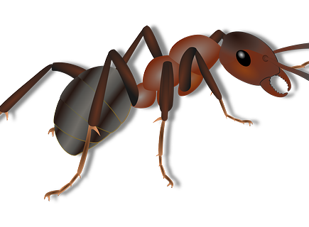 Biblical meaning of a Ant - Biblical symbolism explained