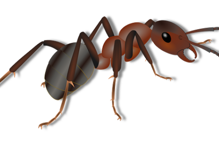 Biblical meaning of a Ant - Biblical symbolism explained