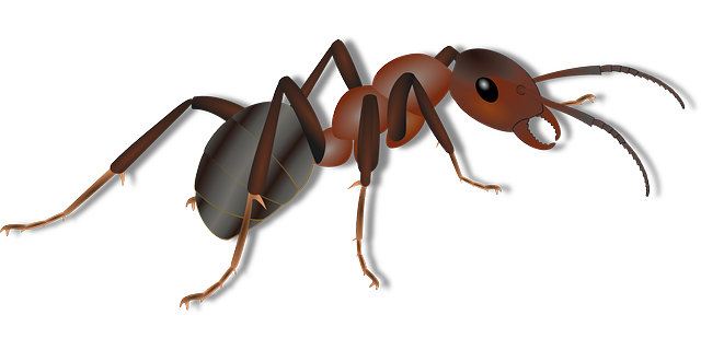 Biblical meaning of a Ant - Biblical symbolism explained