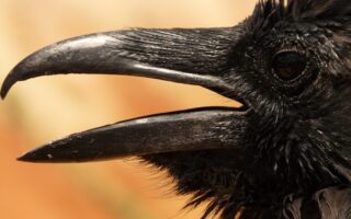 Biblical meaning of a Raven - Biblical symbolism explained