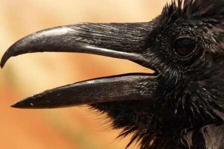 Biblical meaning of a Raven - Biblical symbolism explained