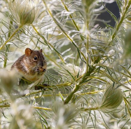 Biblical meaning of a Rat - Biblical symbolism explained