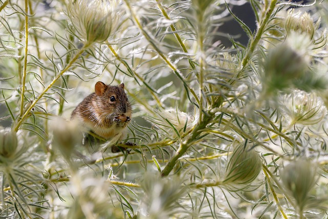 Biblical meaning of a Rat - Biblical symbolism explained