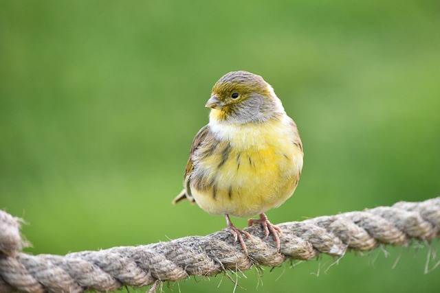 Meaning of The Name Serin (Biblical, Spiritual & General)